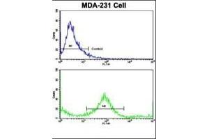 Flow cytometric analysis of MDA-231 cells using KRT4 Antibody (C-term)(bottom histogram) compared to a negative control cell (top histogram).
