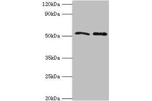 Western blot All lanes: GOPC antibody at 4 μg/mL Lane 1: K562 whole cell lysate Lane 2: HepG2 whole cell lysate Secondary Goat polyclonal to rabbit IgG at 1/10000 dilution Predicted band size: 51, 50, 36 kDa Observed band size: 51 kDa (GOPC anticorps  (AA 203-462))