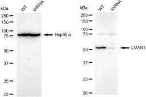 Western blotting analysis using LMAN1 antibody (ABIN7799245).