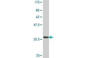 Western Blot detection against Immunogen (36.