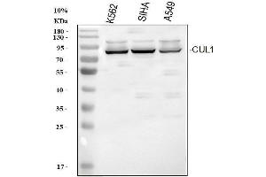 Western blot analysis of Cullin 1/CUL1 using anti-Cullin 1/CUL1 antibody (ABIN3042777).