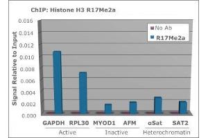 Chromatin Immunoprecipitation of Rabbit Anti Histone H3 [Asym-dimethyl Arg17] Antibody.