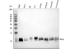 Western blot analysis of NEDD8 using anti-NEDD8 antibody (ABIN4886679).