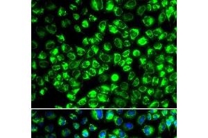 Immunofluorescence analysis of HeLa cells using ATP6AP2 Polyclonal Antibody (ATP6AP2 anticorps)