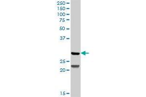 DCK MaxPab rabbit polyclonal antibody.