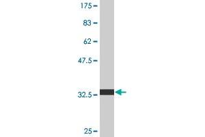 Western Blot detection against Immunogen (34.
