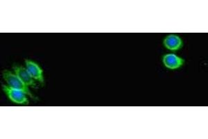 Immunofluorescent analysis of HepG2 cells using ABIN7169664 at dilution of 1:100 and Alexa Fluor 488-congugated AffiniPure Goat Anti-Rabbit IgG(H+L)