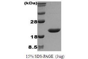 SDS-PAGE (SDS) image for Interleukin 1 Receptor Antagonist (IL1RN) protein (ABIN667037) (IL1RN Protéine)