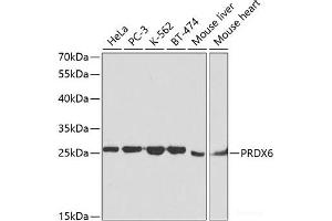 Western blot analysis of extracts of various cell lines using PRDX6 Polyclonal Antibody at dilution of 1:1000. (Peroxiredoxin 6 anticorps)