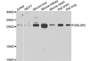 Western blot analysis of extracts of various cell lines, using UBE2R2 antibody. (UBE2R2 anticorps)