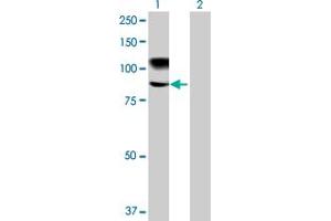 Western Blot analysis of MMEL1 expression in transfected 293T cell line by MMEL1 MaxPab polyclonal antibody. (MMEL1 anticorps  (AA 1-779))