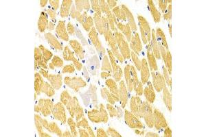 Immunohistochemistry of paraffin-embedded rat heart using PA2G4 Antibody.