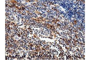 Image no. 11 for anti-5'-Nucleotidase Domain Containing 1 (NT5DC1) antibody (ABIN1499837)