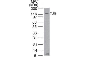 TLR8 Western Blot.