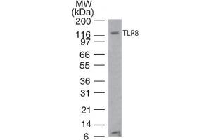 TLR8 Western Blot. (TLR8 anticorps)