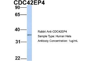 Host: Rabbit Target Name: CDC42EP4 Sample Type: Hela Antibody Dilution: 1. (CDC42EP4 anticorps  (N-Term))