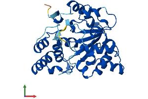 AlphaFold protein structure predicition of Mouse Recombinant Sult2a2 Protein, UniprotID P50236