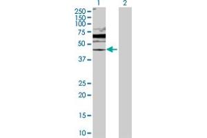 Western Blot analysis of DUSP6 expression in transfected 293T cell line by DUSP6 MaxPab polyclonal antibody. (DUSP6 anticorps  (AA 1-381))