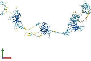 AlphaFold protein structure predicition of Mouse Recombinant Efhc2 Protein, UniprotID Q9D485