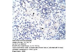 Human kidney (ZBTB38 anticorps  (N-Term))