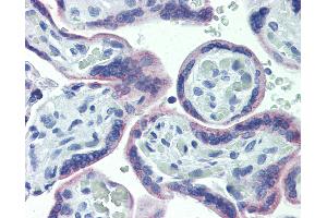 Anti-OR51E1 antibody IHC of human placenta. (OR51E1 anticorps  (AA 79-141))