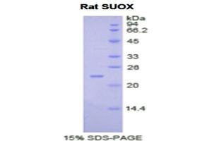 SDS-PAGE analysis of Rat Sulfite Oxidase Protein. (SUOX Protéine)