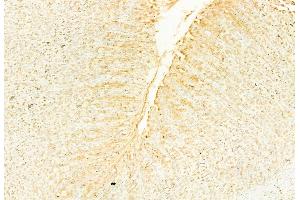 ABIN6266354 and ABIN6276702 at 1/100 staining Rat stomach tissue by IHC-P. (NQO1 anticorps  (C-Term))