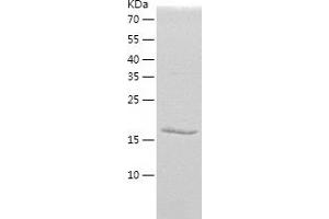 Western Blotting (WB) image for Protein Phosphatase 1, Regulatory (Inhibitor) Subunit 2 (PPP1R2) (AA 1-166) protein (His tag) (ABIN7124667)