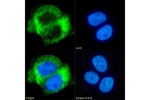 Immunofluorescence staining of fixed A431 cells with anti-CD63 antibody NK-1-C3. (Recombinant CD63 anticorps)