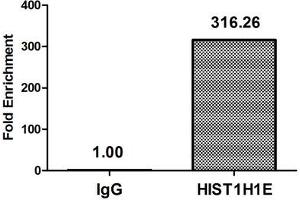 Chromatin Immunoprecipitation Hela (4*10 6 , treated with 30 mM sodium butyrate for 4h) were treated with Micrococcal Nuclease, sonicated, and immunoprecipitated with 8 μg anti-HIST1H1E (ABIN7139177) or a control normal rabbit IgG.