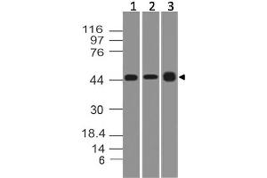 Image no. 1 for anti-Thymic Stromal Lymphopoietin (TSLP) antibody (ABIN5027780) (Thymic Stromal Lymphopoietin anticorps)