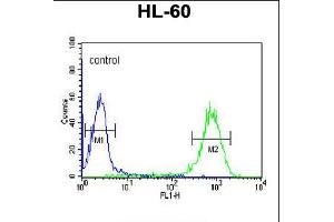 Flow cytometric analysis of HL-60 cells (right histogram) compared to a negative control cell (left histogram). (DLK2 anticorps  (C-Term))