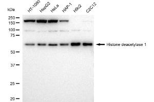 Western blotting analysis using Histone deacetylase 1 antibody (ABIN7798925).