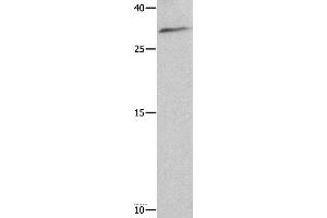 Western blot analysis of 293T cell , using NAIF1 Polyclonal Antibody at dilution of 1:750 (NAIF1 anticorps)