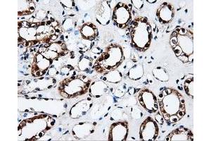 Immunohistochemistry (IHC) image for anti-Fumarylacetoacetate Hydrolase Domain Containing 2A (FAHD2A) antibody (ABIN1498183) (FAHD2A anticorps)