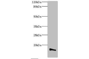 Western blot All lanes: Transmembrane protein 14B antibody at 2 μg/mL + K562 whole cell lysate Secondary Goat polyclonal to rabbit IgG at 1/10000 dilution Predicted band size: 13, 9 kDa Observed band size: 13 kDa (TMEM14B anticorps  (AA 1-114))