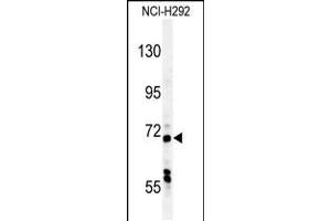 Western blot analysis in NCI-H292 cell line lysates (35ug/lane). (USP49 anticorps  (N-Term))