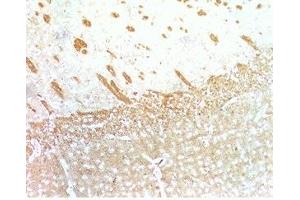 Mouse brain tissue was stained by Anti-Relaxin-3 /INSL-7 B- Chain. (Relaxin 3 anticorps  (Chain B))