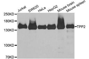 Western blot analysis of extracts of various cell lines, using TPP2 antibody. (Tpp2 anticorps  (AA 1-300))