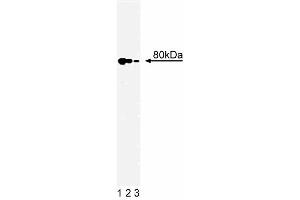 Western blot analysis of Ku80 on a A431 cell lysate (Human epithelial carcinoma, ATCC CRL-1555).