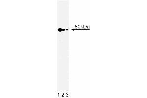 Western blot analysis of Ku80 on a A431 cell lysate (Human epithelial carcinoma, ATCC CRL-1555). (XRCC5 anticorps  (AA 103-315))