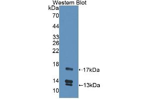 Detection of Recombinant UCN2, Human using Polyclonal Antibody to Urocortin 2 (UCN2) (Urocortin 2 anticorps  (AA 20-112))