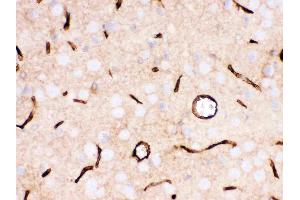 Anti- SLC2A1  Picoband antibody, IHC(P): Rat Brain Tissue