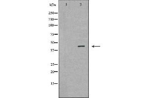 Western blot analysis of Mouse liver tissue lysates, using GLUL Antibody. (GLUL anticorps  (C-Term))