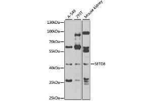 Western blot analysis of extracts of various cell lines, using SETD8 antibody (ABIN4905138) at 1:1000 dilution. (SETD8 anticorps)
