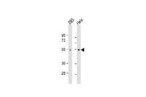 All lanes : Anti- at 1:1000 dilution Lane 1: 293 whole cell lysate Lane 2: Hela whole cell lysate Lysates/proteins at 20 μg per lane. (TRAF2 anticorps)