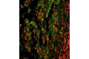 Immunofluorescence (IF) image for anti-Integrin, alpha X (Complement Component 3 Receptor 4 Subunit) (ITGAX) antibody (ABIN3002913)