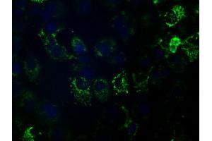 Anti-HIBCH mouse monoclonal antibody (ABIN2453127) immunofluorescent staining of COS7 cells transiently transfected by pCMV6-ENTRY HIBCH (RC209814). (HIBCH anticorps)
