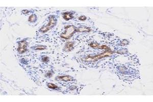 Immunohistochemistry (IHC) image for anti-Apoptosis, Caspase Activation Inhibitor (AVEN) (AA 254-362) antibody (ABIN336089) (AVEN anticorps  (AA 254-362))
