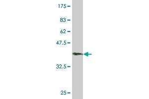Western Blot detection against Immunogen (36.